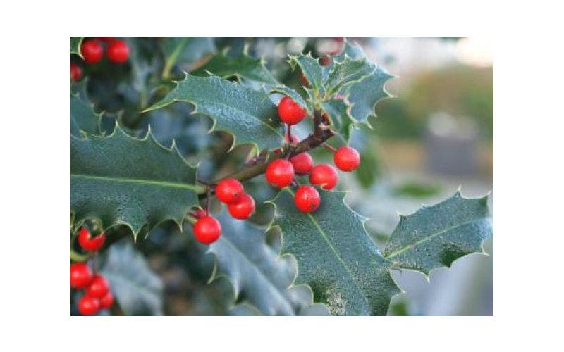 Stechpalme (Ilex)