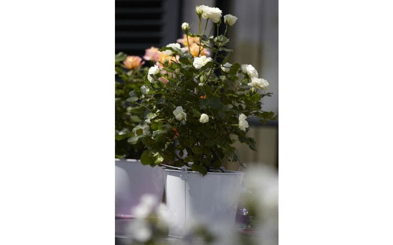 Topfrose-Patiorose