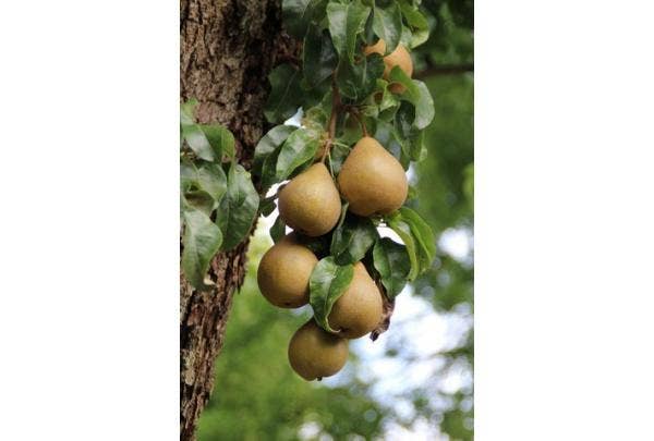 Obstpflege und -schnitt