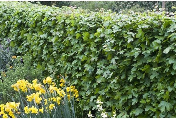 Heckenpflanzen im Gartendesign