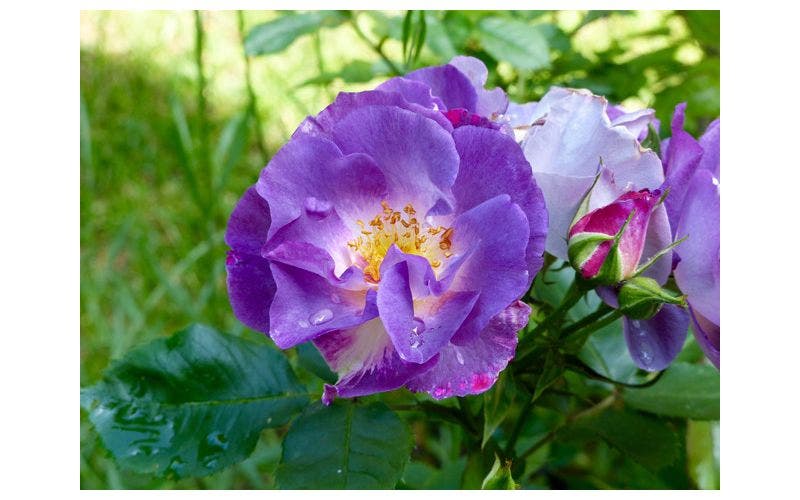 Blaue Rosen