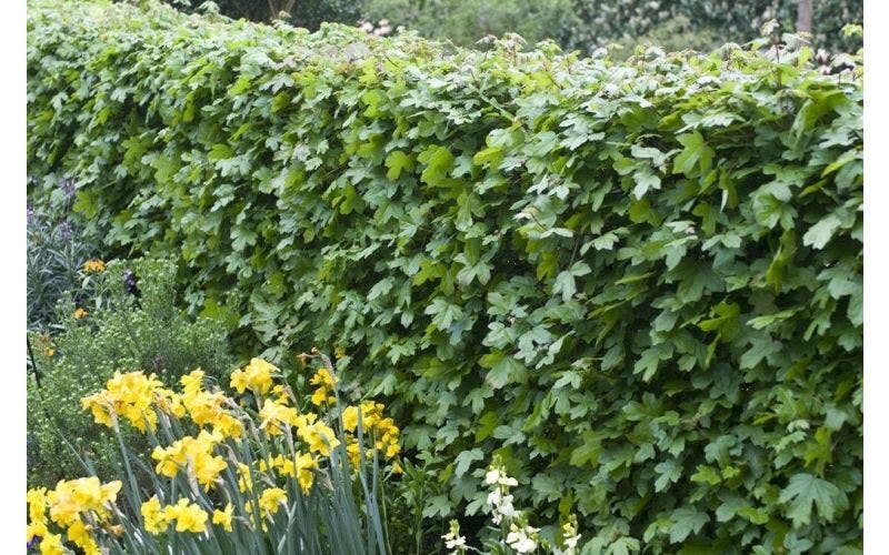 Heckenpflanzen im Gartendesign