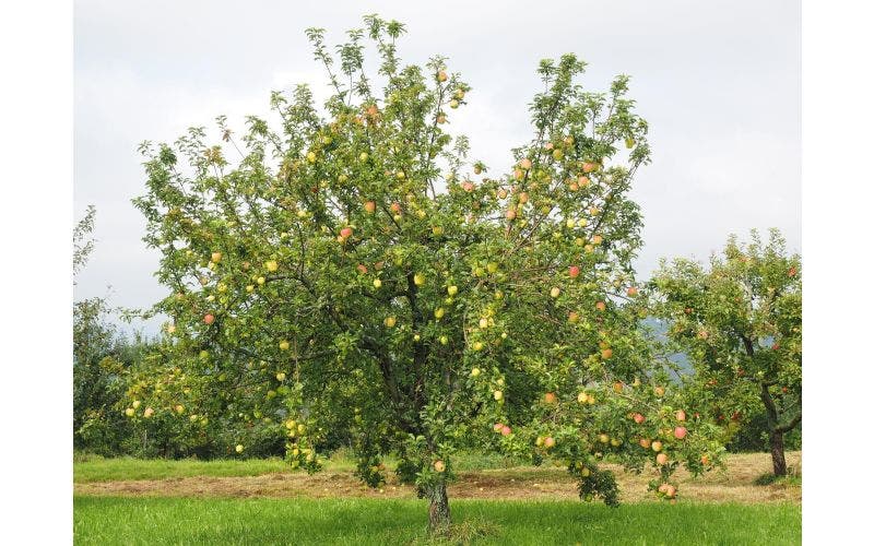Apfelbaum wählen