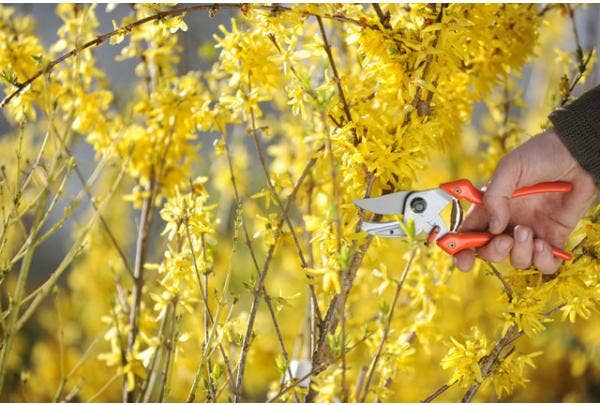 Sträucher im Frühjahr schneiden