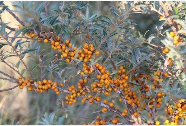 Sträucher mit Früchten