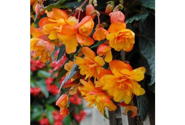 Knollenbegonie - Begonie im Topf