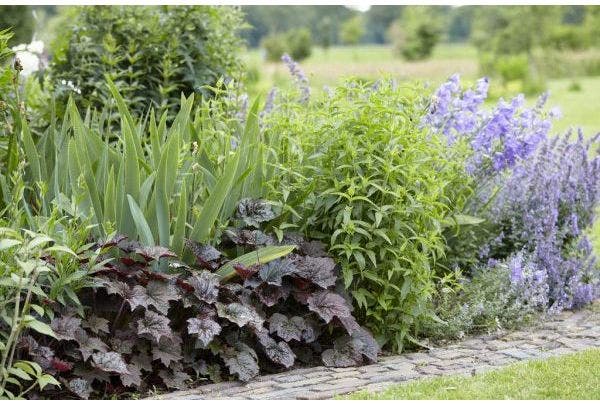 Beet anlegen mit Stauden