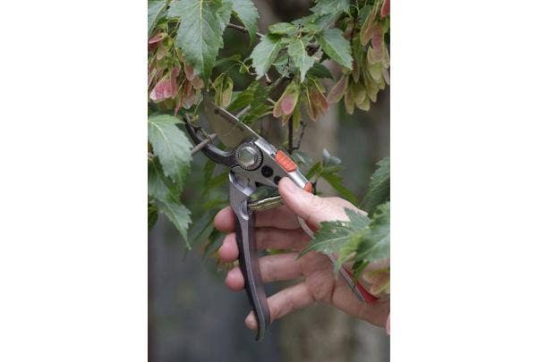 Ahorn schneiden - wie und wann