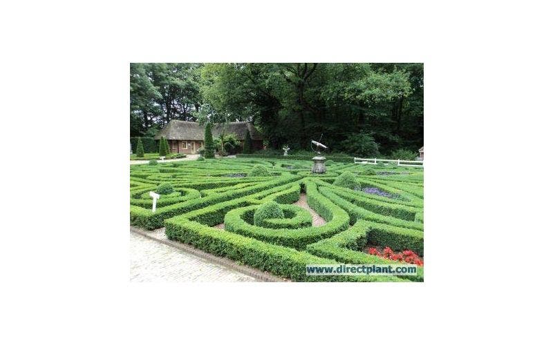 Knoten Garten