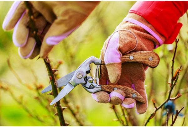 Gartenkalender März