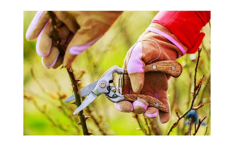 Gartenkalender März