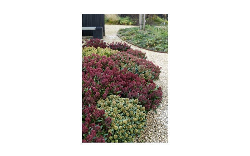 Skimmia