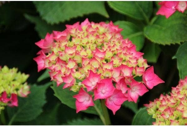 Hortensien pflanzen und pflegen