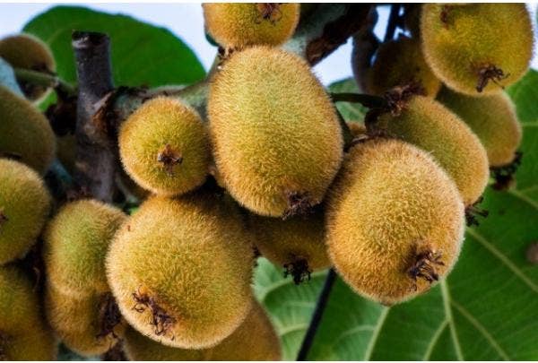 Kiwi