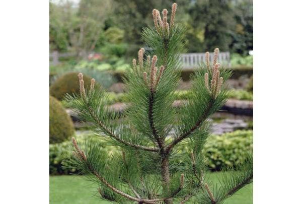 Koniferenarten und -pflege