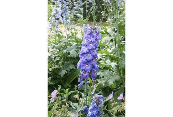 Stauden für die Sonne