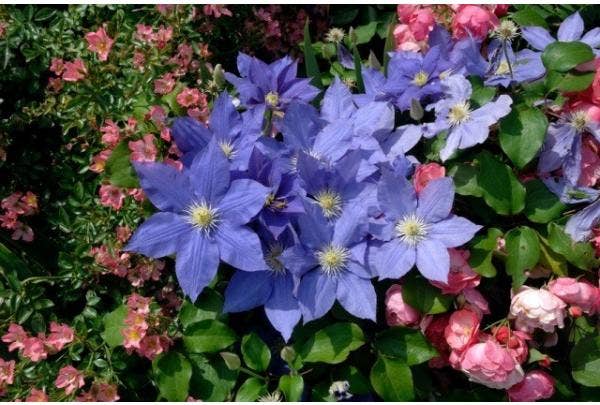 Clematis und Rose kombinieren