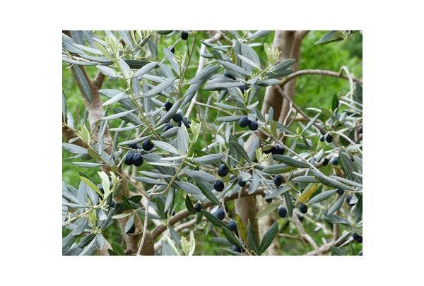 Olivenbäume pflanzen und pflegen