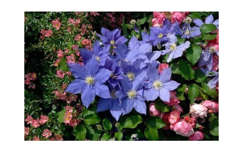 Clematis und Rose kombinieren