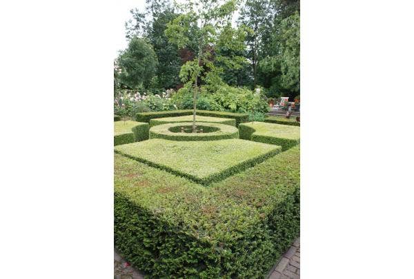 Eibenhecke Pflanzen, Schneiden und Pflegen