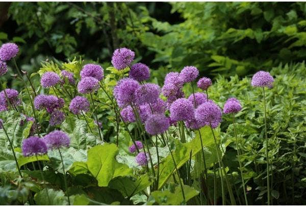 Zierlauch (Allium) Arten