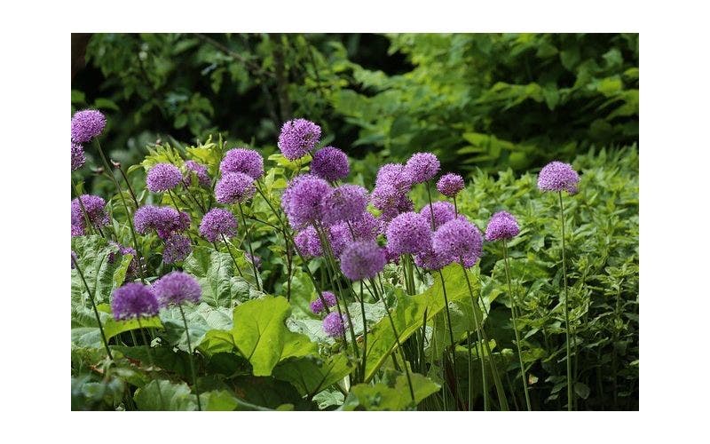 Zierlauch (Allium) Arten