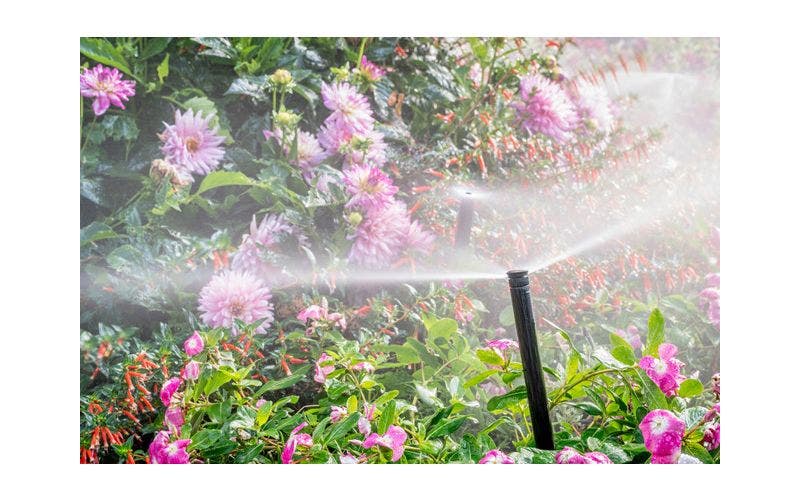 Gartenkalender Juli