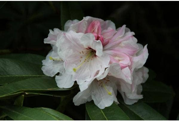 Kleinbleibende Rhododendron