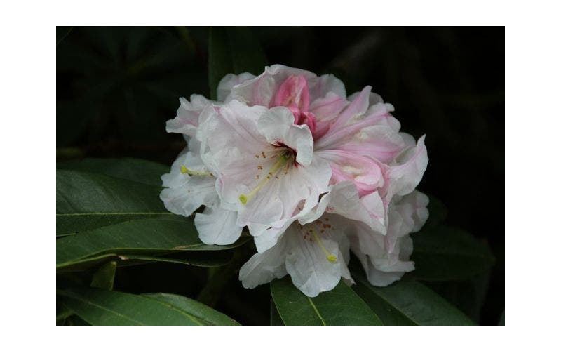 Kleinbleibende Rhododendron