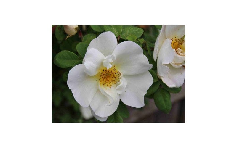 wilde Rose