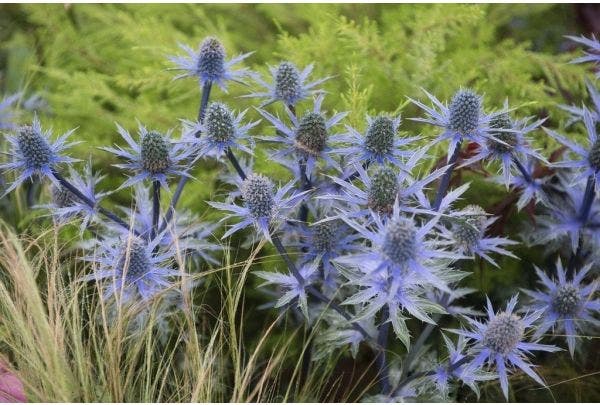 Gärtnern auf trockenem Boden