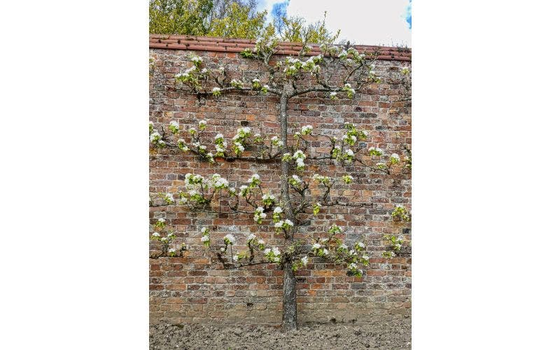 Leifrüchte