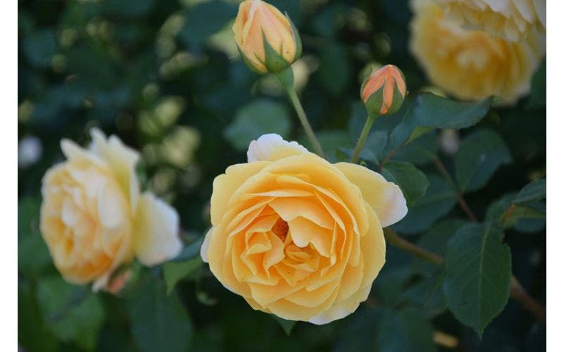 gelbe Rosen