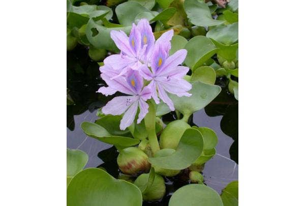 Arten von Teichpflanzen