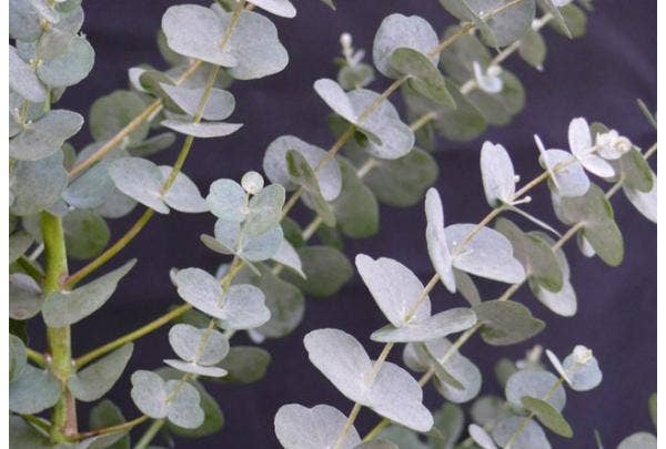 Immergrüne Sträucher