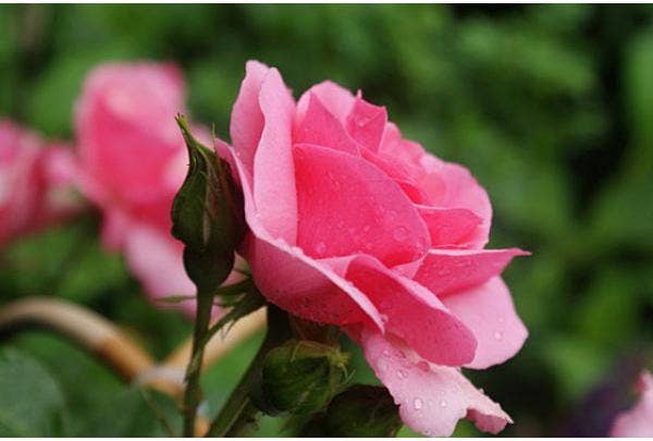 Wilde Triebe bei Rosen