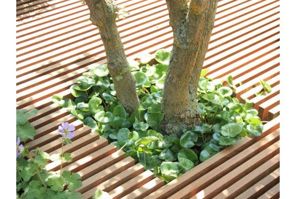 Baumspiegel bepflanzen