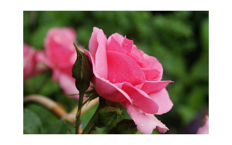 Wilde Triebe bei Rosen
