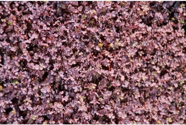 Bodendecker - Arten und Pflege