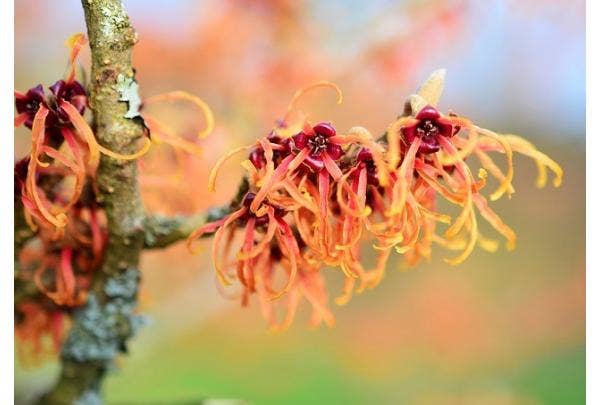 Zauberhasel (Hamamelis)