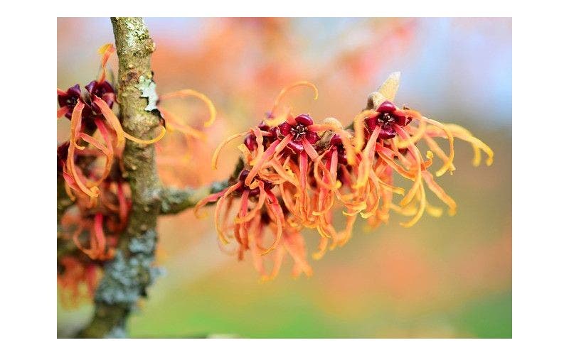Zauberhasel (Hamamelis)