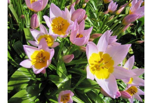 Botanische Tulpen - Verwilderungszwiebeln