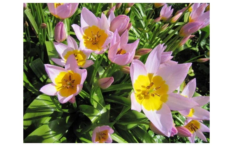 Botanische Tulpen - Verwilderungszwiebeln