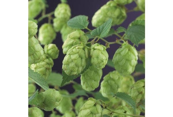 Kletterpflanze Schatten