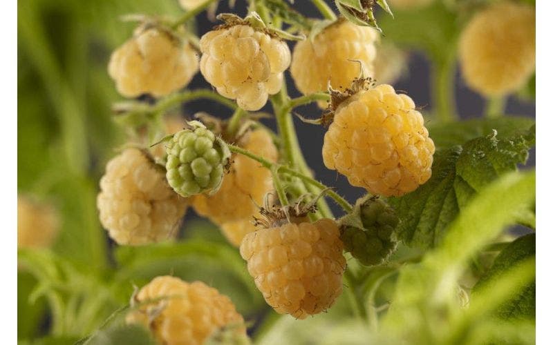 Himbeeren