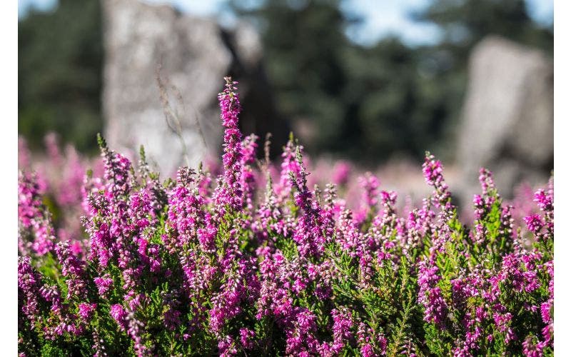 Heide im Garten