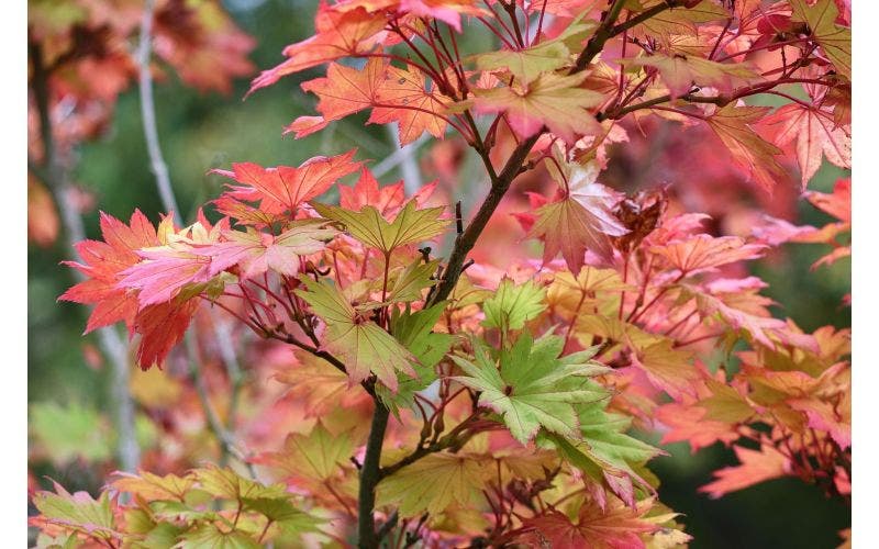 Herbstfarben