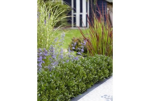Buxus-Ersatz