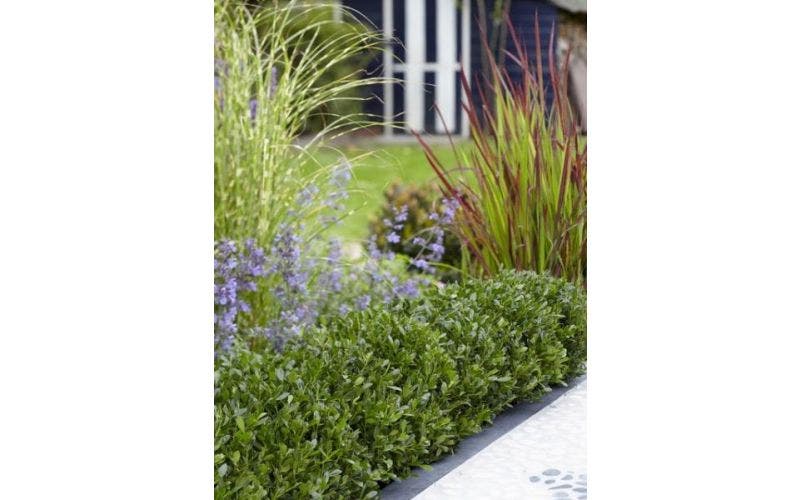 Buxus-Ersatz