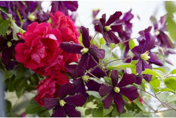 Kletterpflanzen pflanzen und pflegen